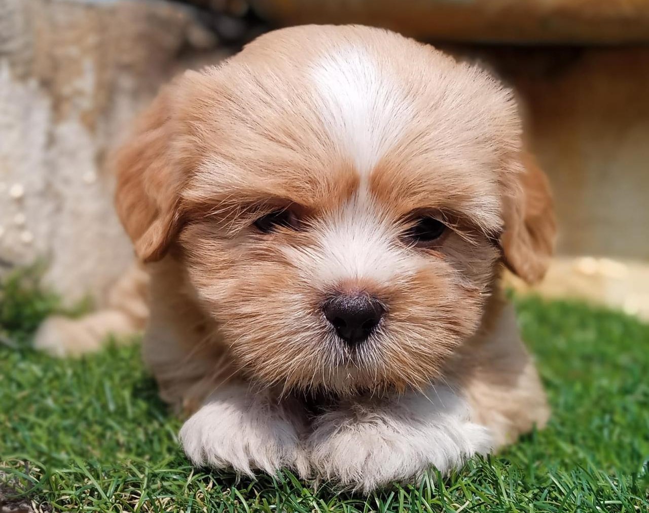 puppies of Lhasa Apso available